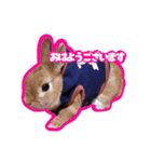 TN家のうさぎまろん（個別スタンプ：1）