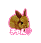 TN家のうさぎまろん（個別スタンプ：6）
