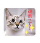 ローラちゃんとロイくん⑤（個別スタンプ：1）