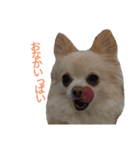ツナぴよ④（個別スタンプ：2）