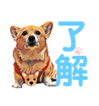 corgi-10.part5（個別スタンプ：2）