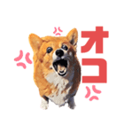 corgi-10.part5（個別スタンプ：4）