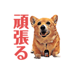 corgi-10.part5（個別スタンプ：5）