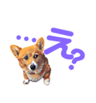 corgi-10.part5（個別スタンプ：12）