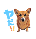 corgi-10.part5（個別スタンプ：14）