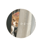 ネコの「きなこ」（個別スタンプ：1）