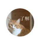 ネコの「きなこ」（個別スタンプ：2）