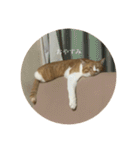 ネコの「きなこ」（個別スタンプ：3）