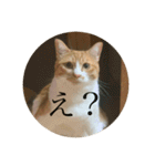 ネコの「きなこ」（個別スタンプ：4）