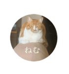 ネコの「きなこ」（個別スタンプ：6）
