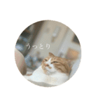 ネコの「きなこ」（個別スタンプ：7）