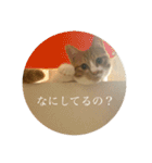 ネコの「きなこ」（個別スタンプ：8）