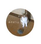 ネコの「きなこ」（個別スタンプ：10）