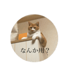 ネコの「きなこ」（個別スタンプ：11）