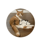 ネコの「きなこ」（個別スタンプ：12）