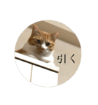 ネコの「きなこ」（個別スタンプ：13）