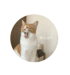 ネコの「きなこ」（個別スタンプ：14）
