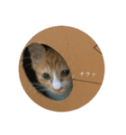 ネコの「きなこ」（個別スタンプ：15）