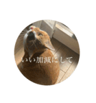 ネコの「きなこ」（個別スタンプ：16）