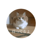 ネコの「きなこ」（個別スタンプ：17）