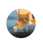 ネコの「きなこ」（個別スタンプ：24）