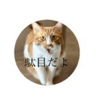ネコの「きなこ」（個別スタンプ：25）