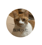 ネコの「きなこ」（個別スタンプ：27）