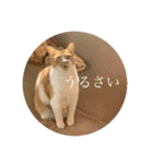ネコの「きなこ」（個別スタンプ：28）