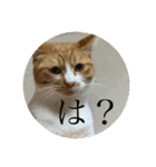 ネコの「きなこ」（個別スタンプ：29）