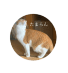 ネコの「きなこ」（個別スタンプ：30）