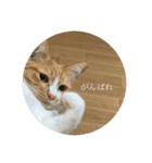 ネコの「きなこ」（個別スタンプ：31）