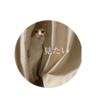 ネコの「きなこ」（個別スタンプ：32）