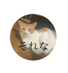 ネコの「きなこ」（個別スタンプ：38）