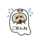 プードルキラミラちゃん（個別スタンプ：8）