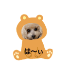 プードルキラミラちゃん（個別スタンプ：9）