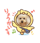 プードルキラミラちゃん（個別スタンプ：11）