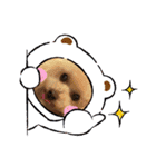 プードルキラミラちゃん（個別スタンプ：12）