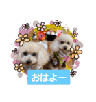 プードルキラミラちゃん（個別スタンプ：13）