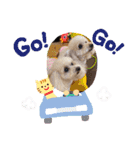 プードルキラミラちゃん（個別スタンプ：30）