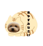 プードルキラミラちゃん（個別スタンプ：31）