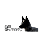 ザ・保護犬 まだらのふぅちゃんスタンプ（個別スタンプ：1）