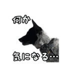 ザ・保護犬 まだらのふぅちゃんスタンプ（個別スタンプ：2）