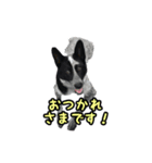 ザ・保護犬 まだらのふぅちゃんスタンプ（個別スタンプ：3）