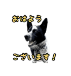 ザ・保護犬 まだらのふぅちゃんスタンプ（個別スタンプ：4）