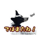 ザ・保護犬 まだらのふぅちゃんスタンプ（個別スタンプ：7）