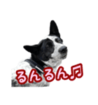 ザ・保護犬 まだらのふぅちゃんスタンプ（個別スタンプ：8）