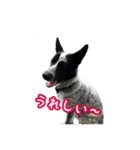 ザ・保護犬 まだらのふぅちゃんスタンプ（個別スタンプ：9）