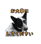 ザ・保護犬 まだらのふぅちゃんスタンプ（個別スタンプ：13）