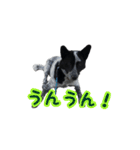 ザ・保護犬 まだらのふぅちゃんスタンプ（個別スタンプ：14）