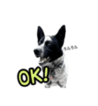 ザ・保護犬 まだらのふぅちゃんスタンプ（個別スタンプ：15）
